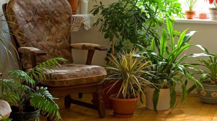 cropped-plantas-para-interiores-de-casa-departamento.jpg