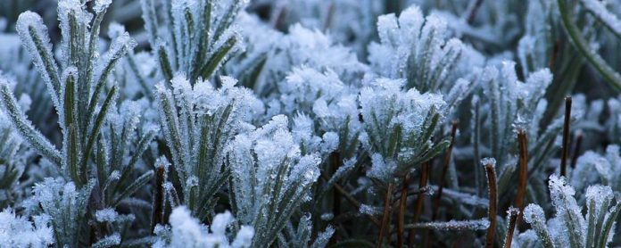 Consejos para cuidar tus plantas en invierno