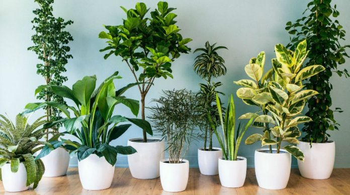 6 Tipos de plantas para tu hogar.