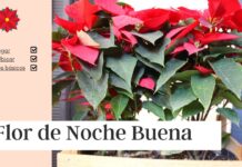 Cuidado de la Flor de Noche Buena