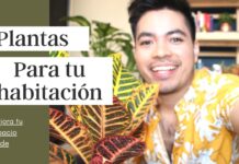 Decora tu habitación con Plantas