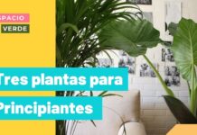 Tres plantas para principiantes