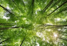 Cómo disfrutar de los baños de bosque o Shinri Yoku