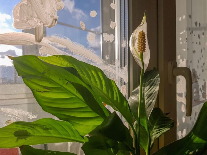 Cuidados Cuna de moisés (Spathiphyllum)