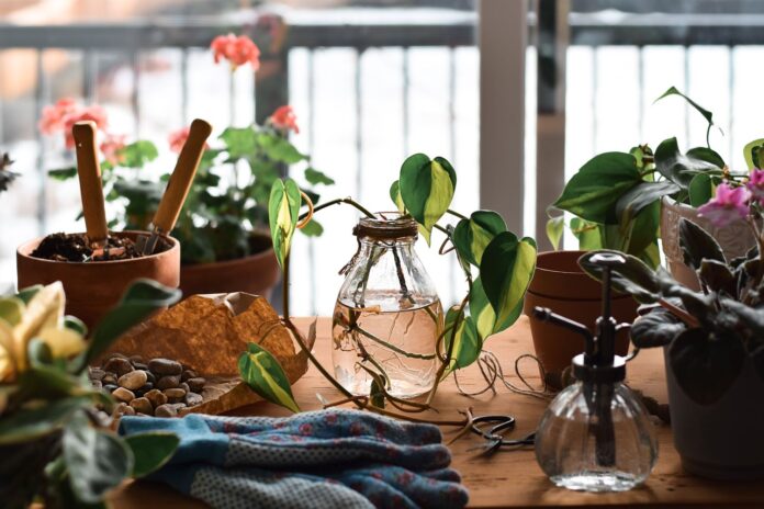 Cuidados del pothos – potus (Epipremnum aureum)