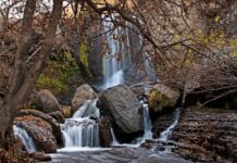 Shinrin yoku baños en la naturaleza