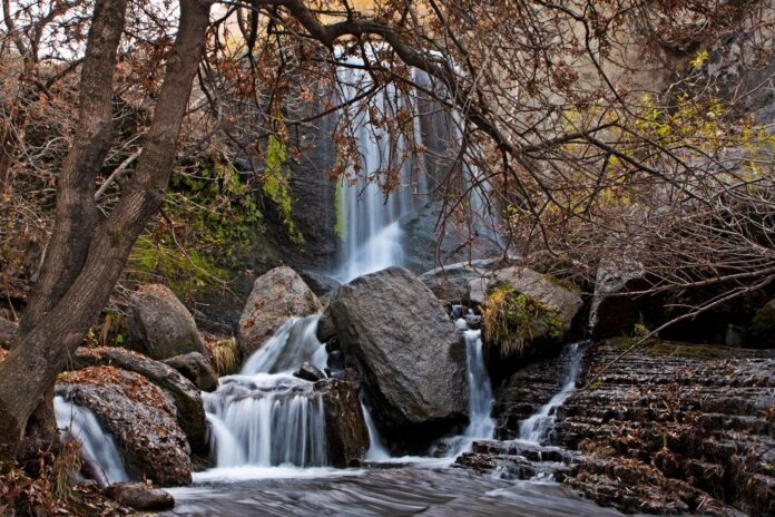 Shinrin yoku baños en la naturaleza