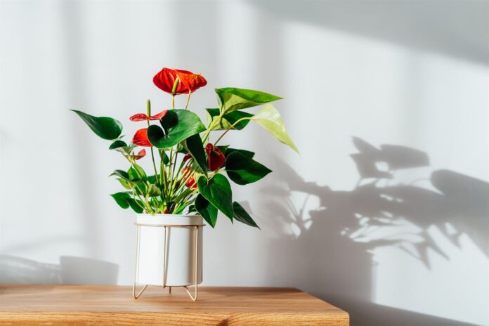 Cuidados de Anturio – Anthurium